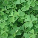 Cure hoarseness with tamarind leaves