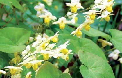 Horny Goat Weed, a precious herb for bones and joints