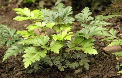 Coptis chinensis – The best medicine to treat dysentery